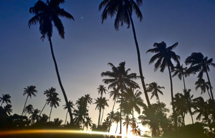 Zanzibar plaża palmy